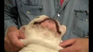 Crazy Snoring Dog! (Stupid Dog Trick No#77)