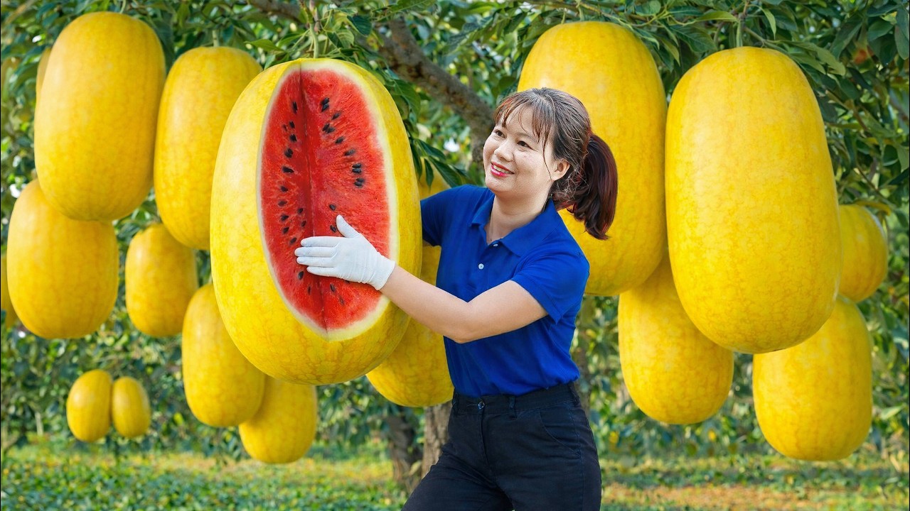 Harvesting RARE Yellow Skin Watermelon To Sell | A Day Full of Surprises at The Watermelon Farm