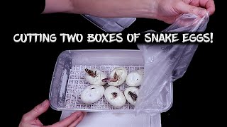 Cutting Two Boxes of Ball Python Eggs!  Five Genes Possible! by Chris Hardwick 5,911 views 1 year ago 25 minutes