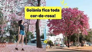 Você sabia que Goiânia tem ruas repletas de ipês? Sim! A gente tem. D