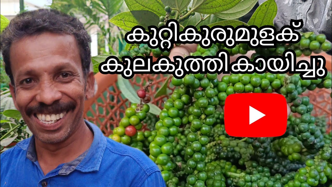 കുറ്റികുരുമുളക് കുലകുത്തി കായിച്ചു 😃|#farmer #pepper |Minnuzzfamily |