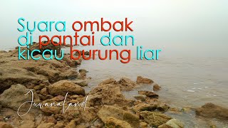 Download Lagu Relaksasi - Suara Ombak di Pantai dan burung-burung liar MP3