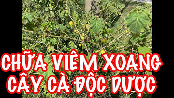 CHỮA TRỊ VIÊM XOANG BẰNG CÂY CÀ ĐỘC DƯỢC CỰC KỲ HIỆU QUẢ. THẢO DƯỢC QUÝ NHƯNG RẤT ĐỘC