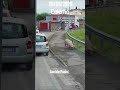 Reggio Emilia, si ribalta un camion carico di maiali: animali a zonzo