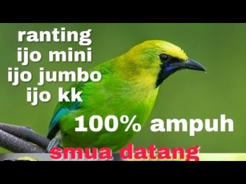 Suara Pikat Khusus Jenis Cucak Ijo Yg Sudah Terbukti Youtube