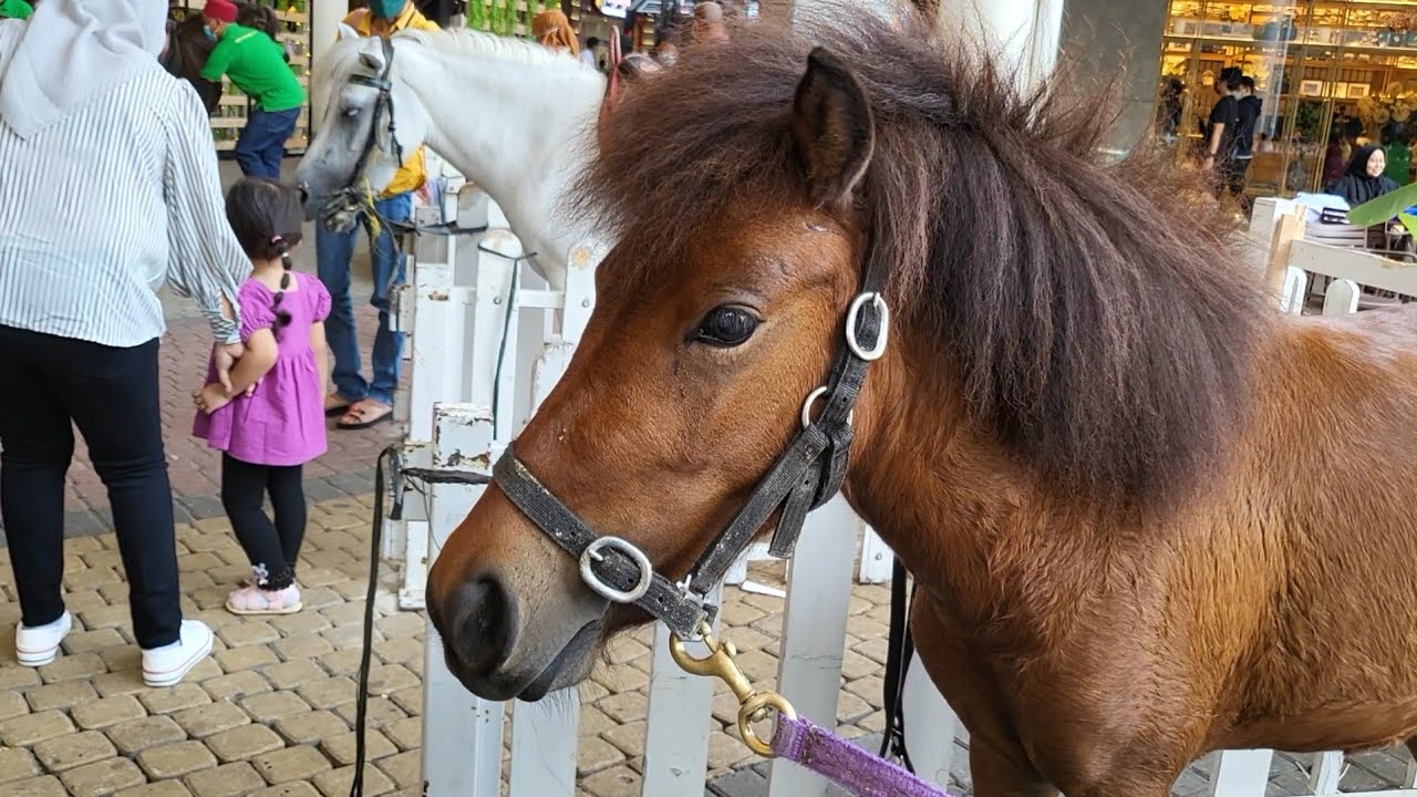 Naik kuda poni di summarecon mall serpong || Libur lebaran