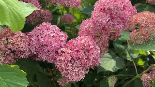 3 Reliable Blooming Hydrangeas - Smooth Hydrangeas Blush Pink Hydrangea