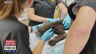 Bear Cubs Rescued From Twenty Five Mile Wildfire Are Recovering | FOX 13 Seattle Bear Cubs Rescued From Twenty Five Mile Wildfire Are Recovering | FOX 13 Seattle