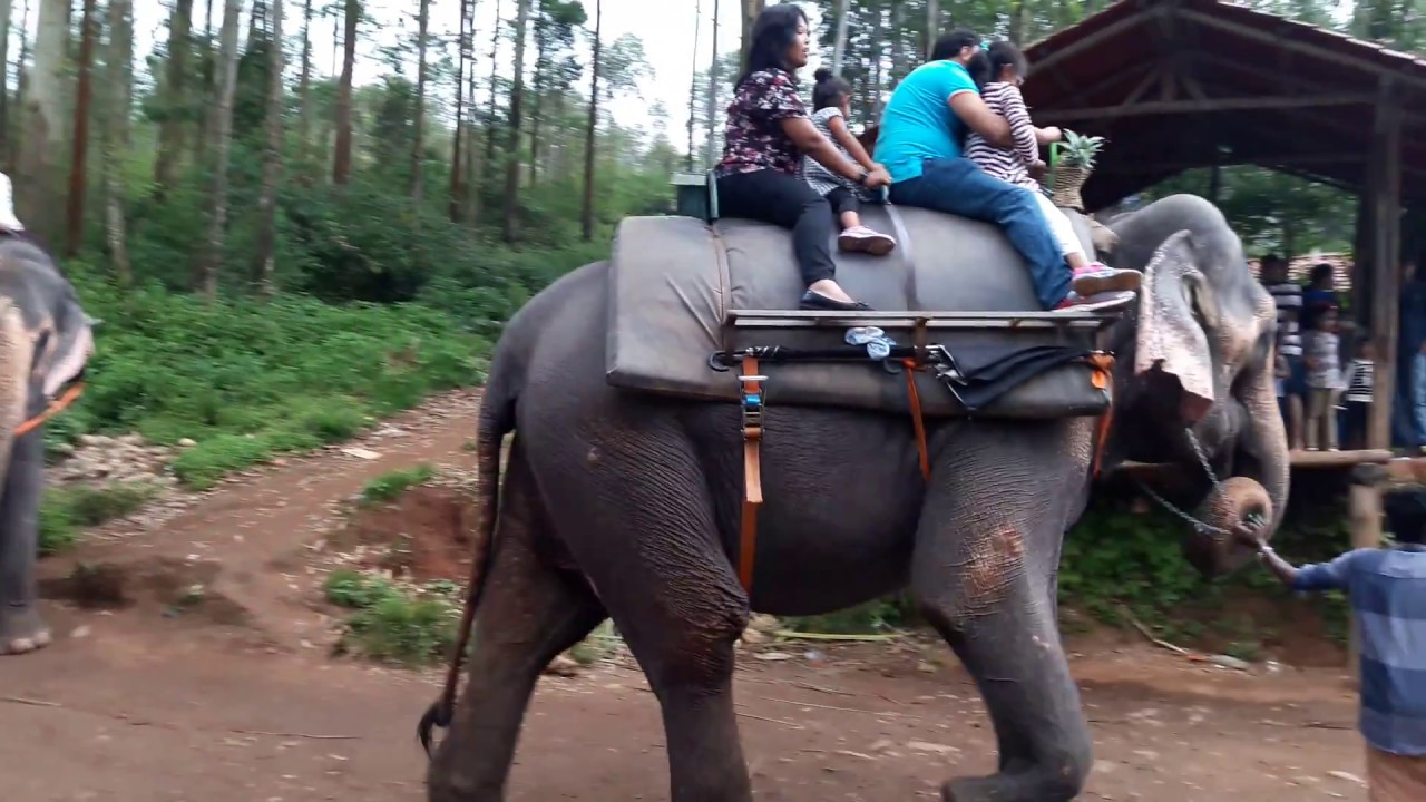 Elephant Riding Beauty of Munnar Kerela YouTube