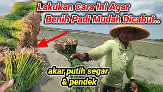 SEPERTI INI CARANYA AGAR BIBIT PADI MUDAH DI CABUT / NDAUT ||