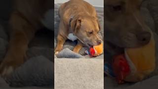 Benji got a new toy!!!🥰🥰🥹🥹🐶#cutie #benji #doggie #toys