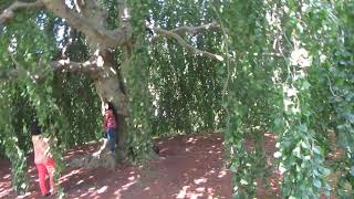 Weeping European Beech Tree at Chateau-sur-Mer, Newport, RI