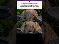 This Elephant's Reaction to a Butterfly Will Melt Your Heart! 🦋❤️ #shorts #cuteanimals #viralimage