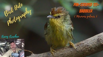 Amazing Birds of Thailand  | The Pin-striped Tit-Babbler (Mixornis gularis) | Kaeng Krachan