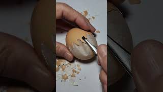 Unreal Raw Egg Peel 🥚 Perfect Membrane #Shorts #asmr #egg #eggasmr #relaxing #eggpeeling