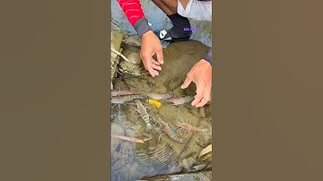 Cá Lớn - nhử Tôm bằng trứng đơn giản 😱 #khacthuyvlogg