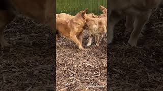 Spending Some Time with the Big Dogs! by Imagination Goldens 8 views 1 month ago 5 minutes, 52 seconds