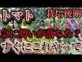 【トマト】勢いが落ちたらそのまま枯れます!!回復させるためにはすぐにこれやってください。