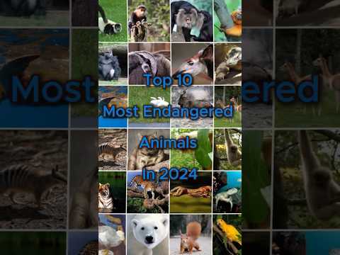 Top 10 Most Endangered Animals In 2024 