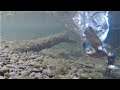 Eisvogel fängt einen Fisch (Unterwasseraufnahme) / Common kingfisher catching fish (underwater shot)