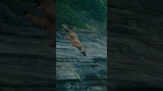 T-Rex jumps off cliff! 🤣🦖