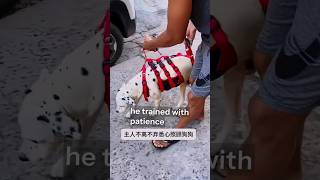 From Fear to Confidence: This Dog's Amazing Transformation 🐶❤️#AnimalLovers #PetStory #DogTraining