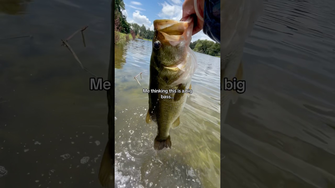 20lb BASS are CRAZY!😳 