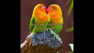 Evergreen - Don Williams - Desperately - songs - lyrics