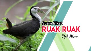 Suara burung Ruak Ruak Pikat, Cocok untuk Pemanggil Wak wak di alam liar #pikatruakruak