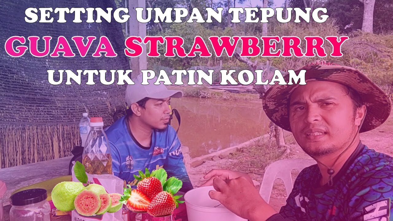 UMPAN 5 MINIT SETTING TEPUNG GUAVA STRAWBERRY UNTUK PATIN KOLAM | PACAK PADU