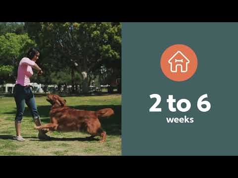 Hybrid Dog Training Programs for Behavior Change Koru K9