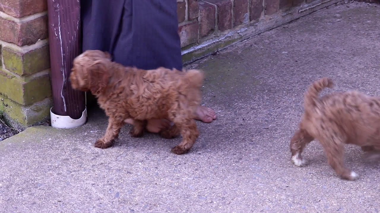 cockapoo border collie mix