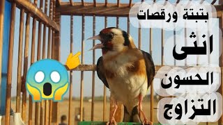 بتبتا انثى الحسون _صوت ورقصات انثى الحسون التزاوج _ Carduelis carduelis_chardonneret