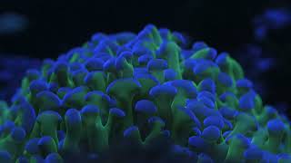 Reeftank 200L. Poland, Lublin