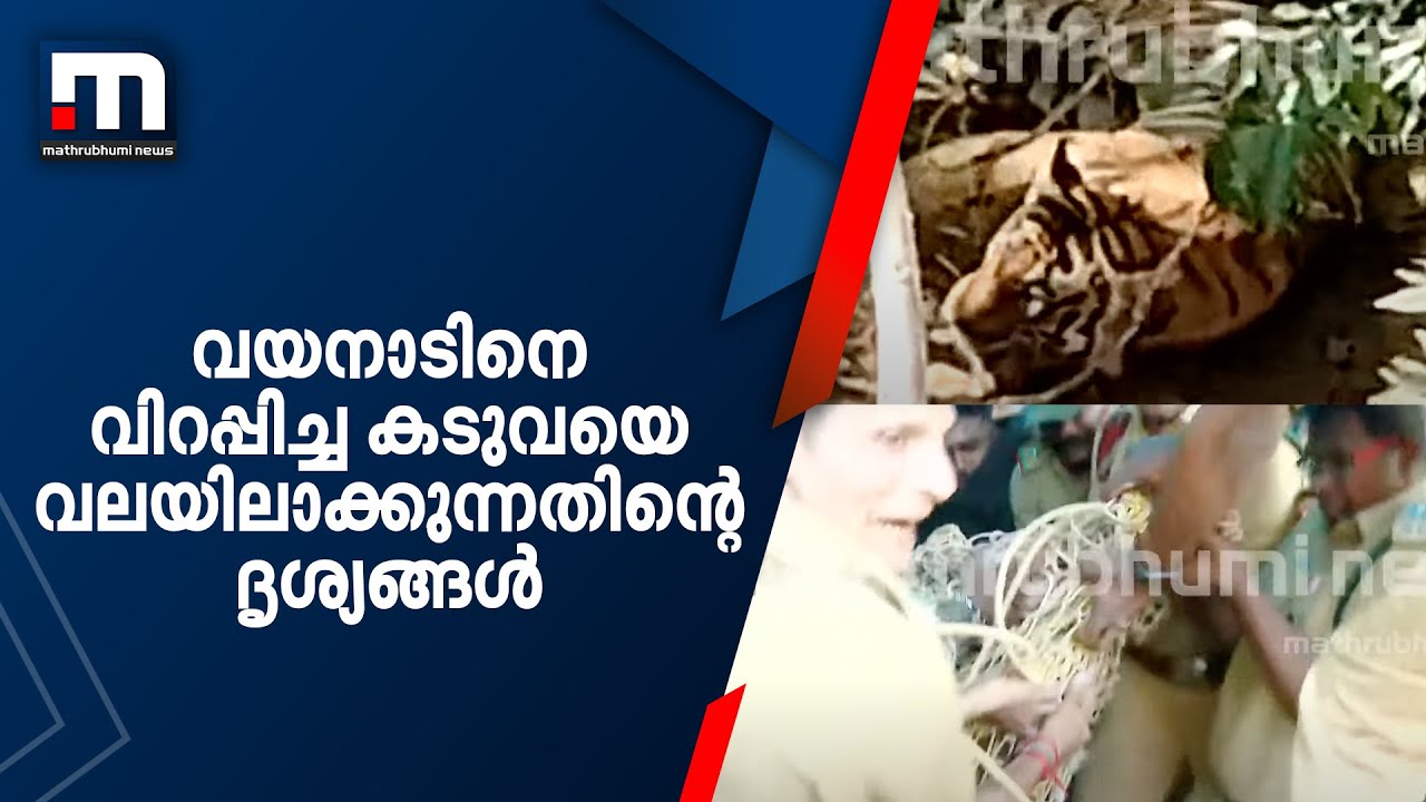 വയനാടിനെ വിറപ്പിച്ച കടുവയെ വലയിലാക്കുന്നതിന്റെ ദൃശ്യങ്ങള്‍ | Mathrubhumi News | Wayanad Tiger