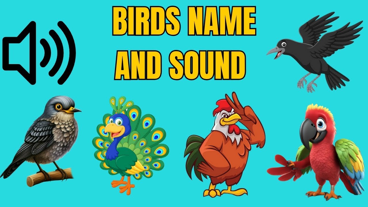 Birds name and sounds🦚🐓🦉 /kids video for English and tamil /birds ...