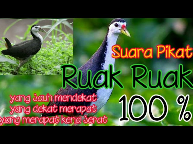 Suara pikat ruak ruak 100% ampuh class=