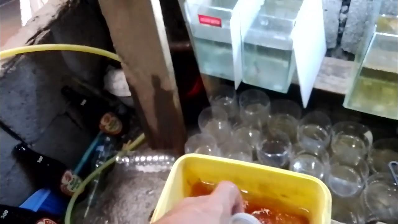 feeding may bettas with daphnia moina in less 10 minutes YouTube