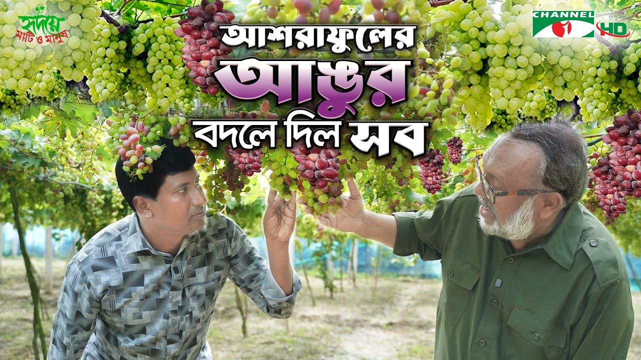 জীবননগরের আশরাফুল ইসলামের আঙুর বাগান কীভাবে এতটা সফল হল? | Shykh Seraj | Channel i |