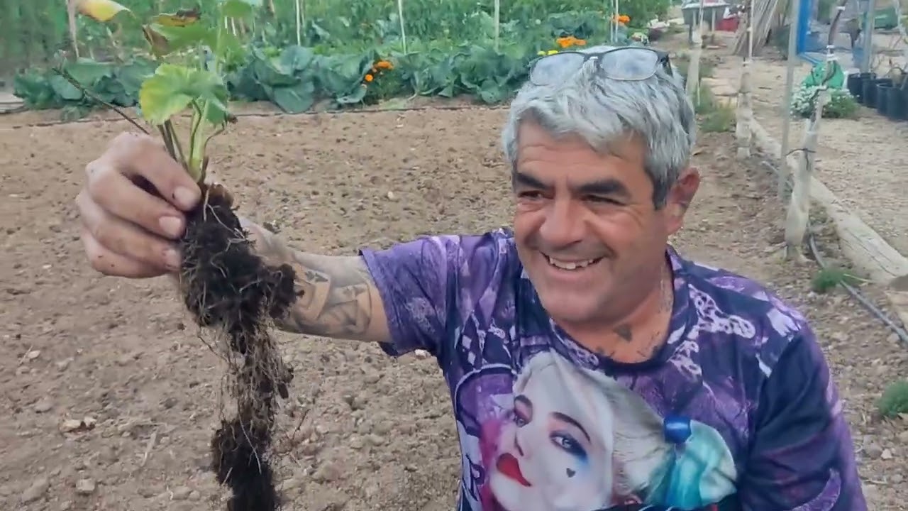 Transplante de fresas y resultado de uso de micorrizas y natupost