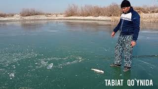 Qishda baliq 🐟 ovi. Muzda qarmoqda baliq ovladik. зимняя рыбалка #рыбалка #fishing #baliqovi #baliq
