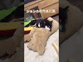 犬の上に豆柴【柴犬】#shorts