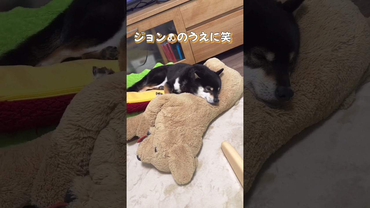 犬の上に豆柴【柴犬】#shorts