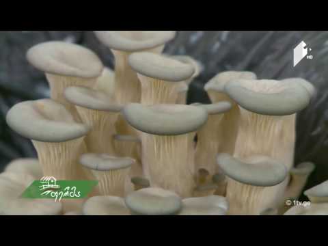 ერთიანი აგროპროექტის ფარგლებში დაფინანსებული საწარმო \"ქართული სოკო\" გადაცემა ჩვენ ფერმაში