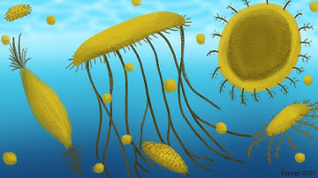 Life of Reccembra - Discuphytes