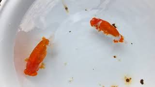 DSCF4812