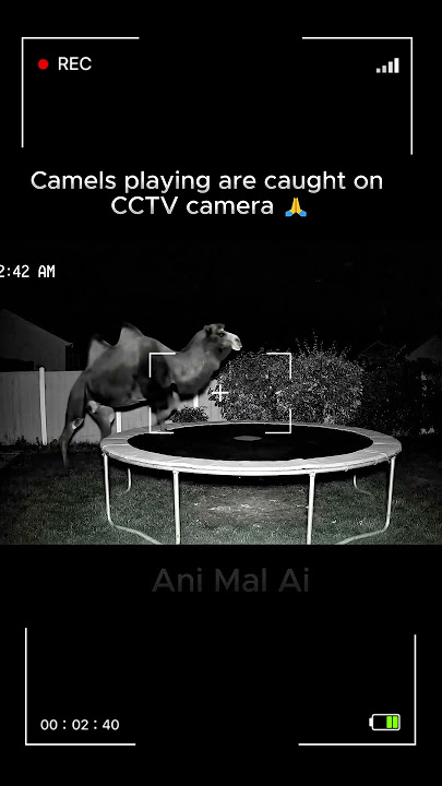 Camels playing are caught on CCTV camera 🙏