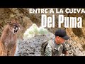 Buscando El Puma (Mountain lion)