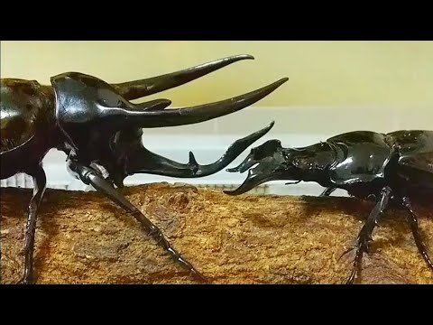 コーカサスオオカブトVSタランドゥスオオツヤクワガタ - YouTube