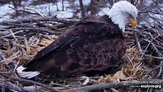 Decorah Eagles ~ Mom Decorah lays Egg #3 of 2020 Season at 5:59 PM! 💕💖 3.4.2020